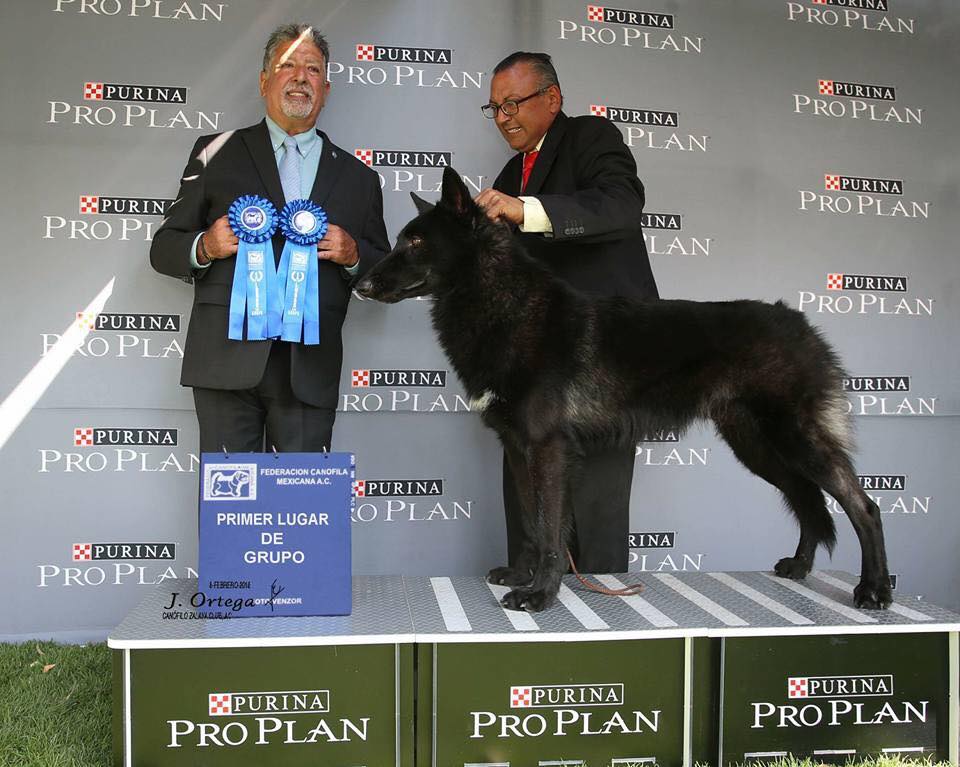 Calupoh Perro lobo de... - Calupoh Perro lobo de Mexico
