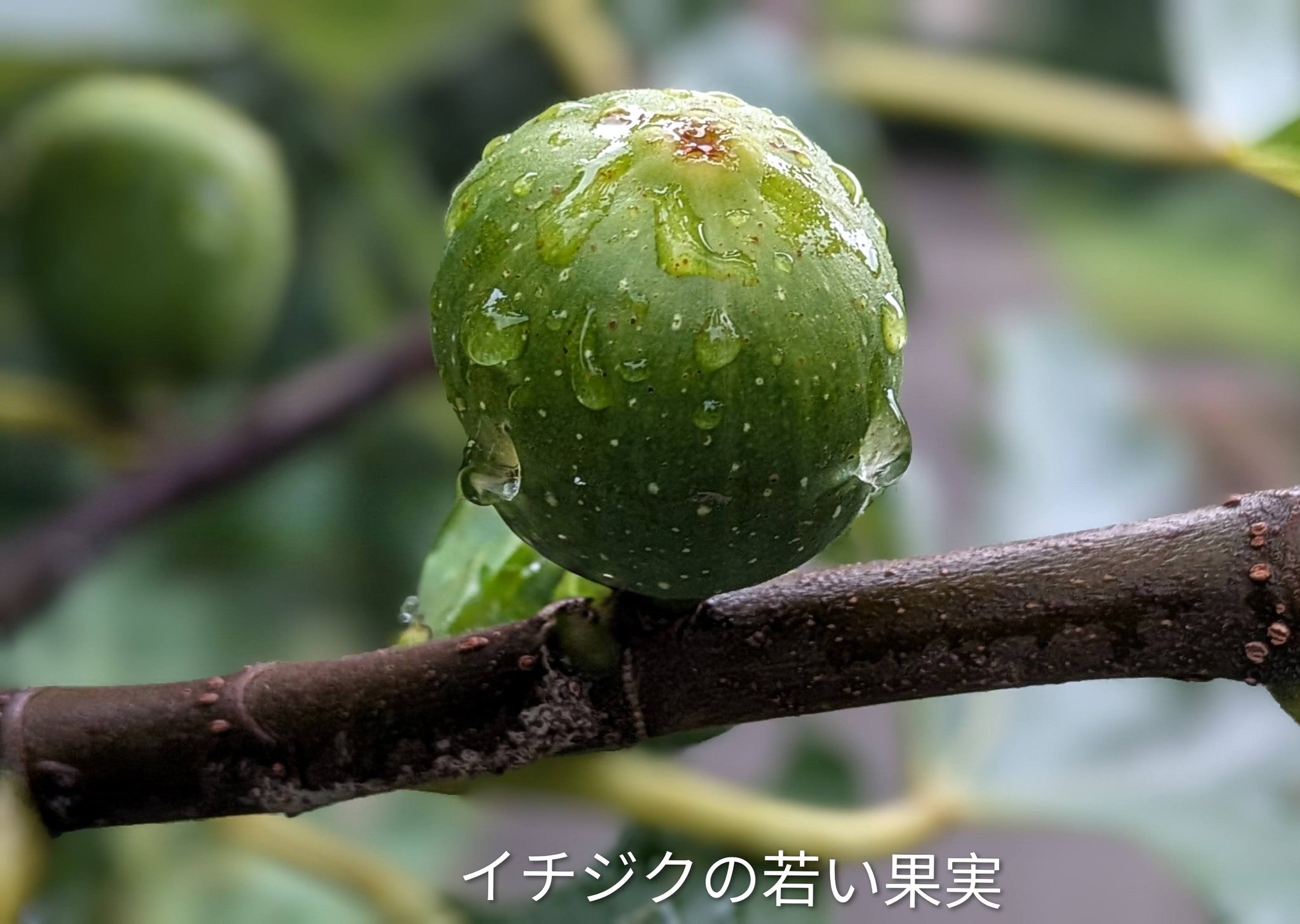イチジクの若い果実が有りました。
