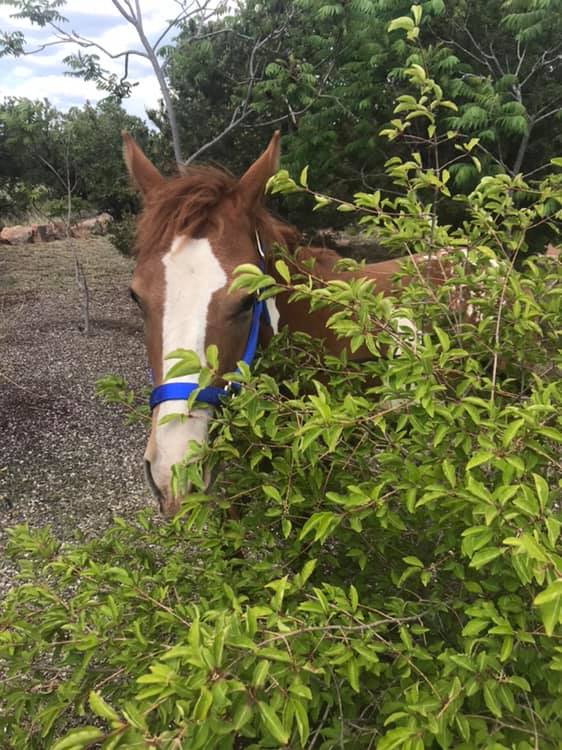 Hearts of Joy Rescue Ranch