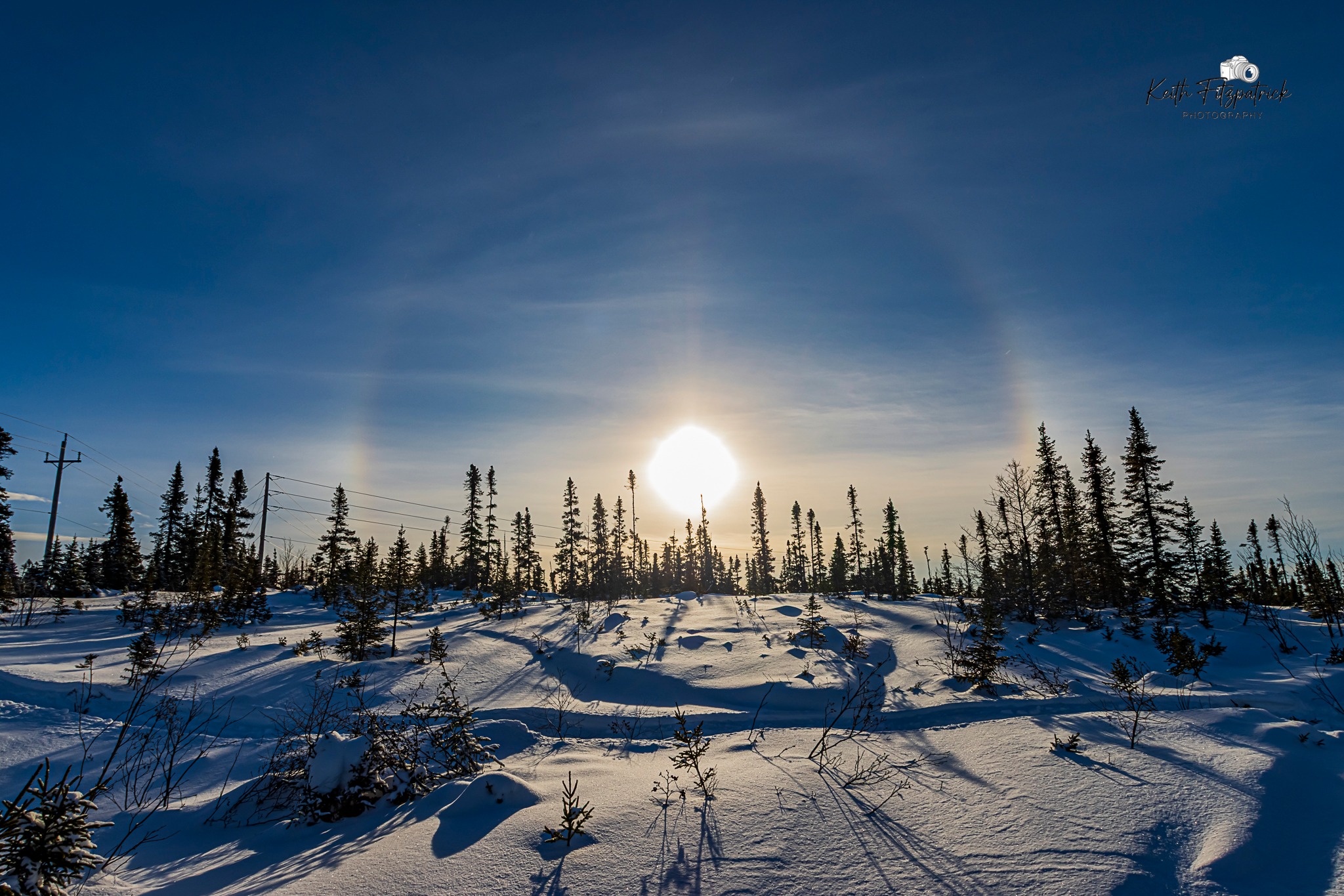 Keith Fitzpatrick Photography | Jan 31st 2026 - A gorgeous bluebird ...