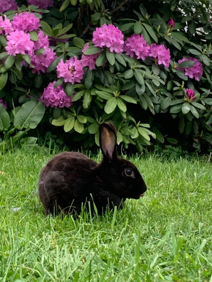 Freedom Fields Rabbitry