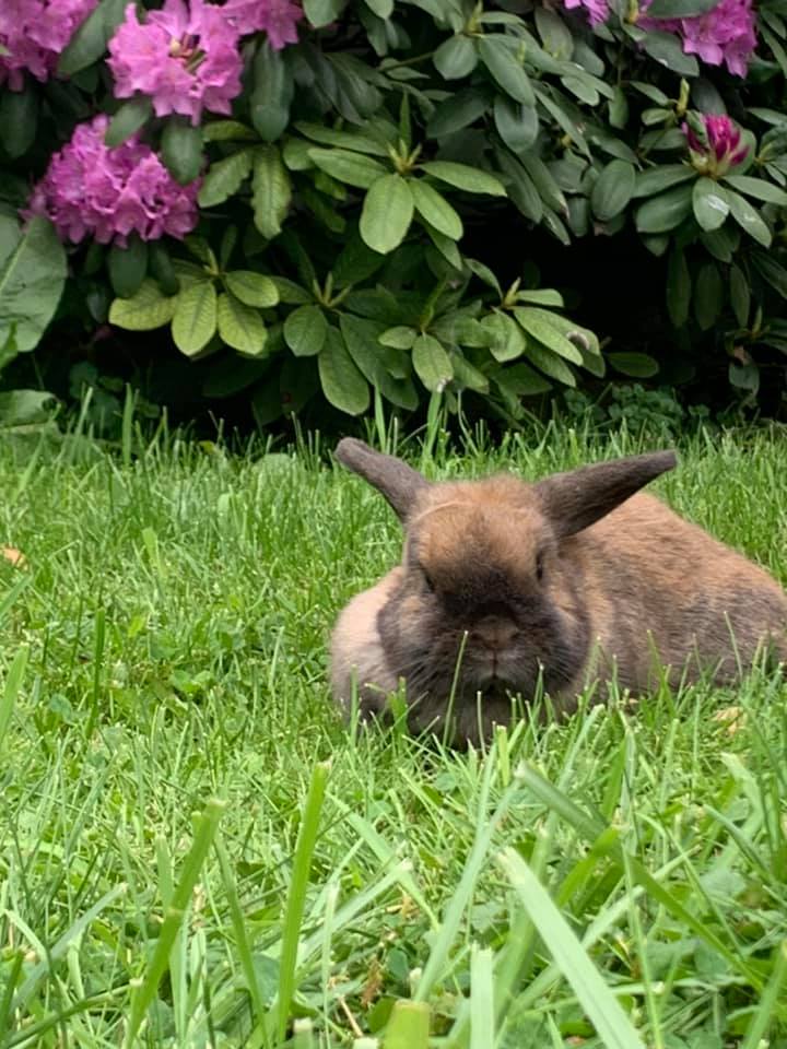 Freedom Fields Rabbitry