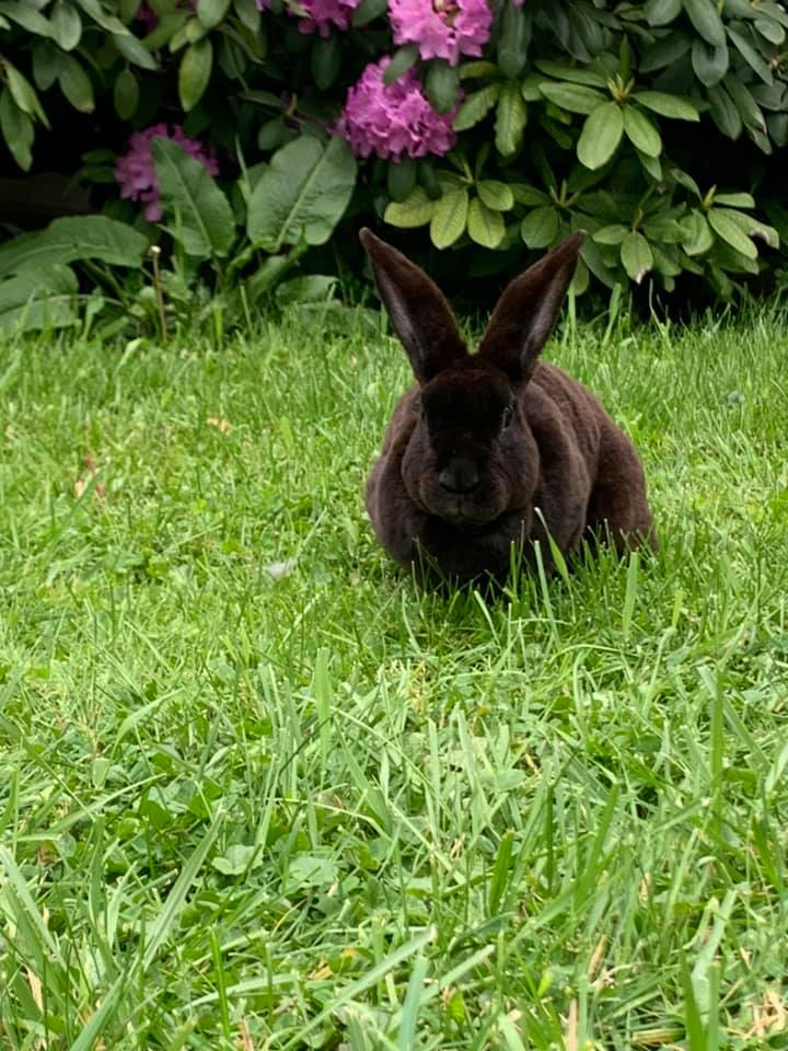 Freedom Fields Rabbitry
