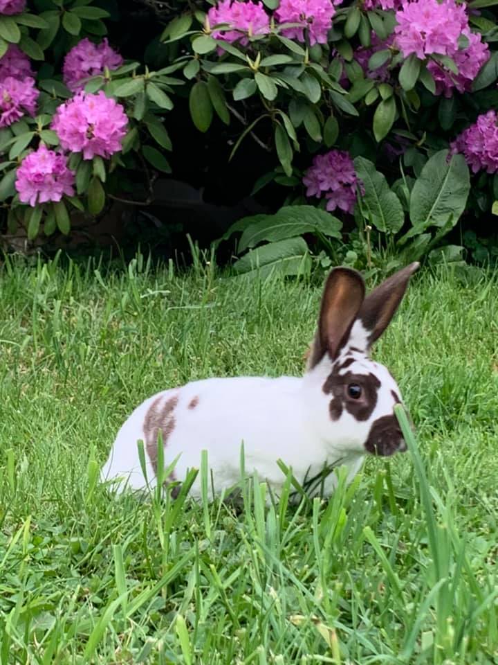 Freedom Fields Rabbitry