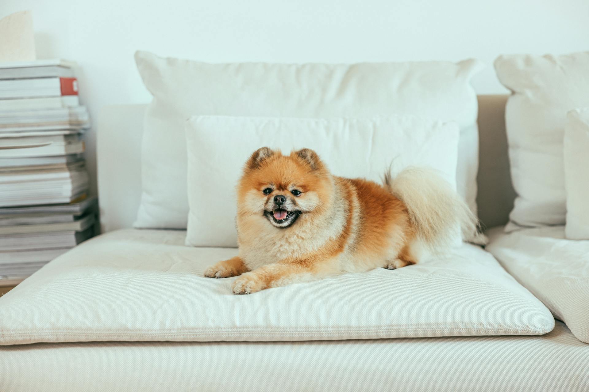 Photo inspiration: Visual Reference: Puppy Training And Pet Incontinence Can Be Messy But The