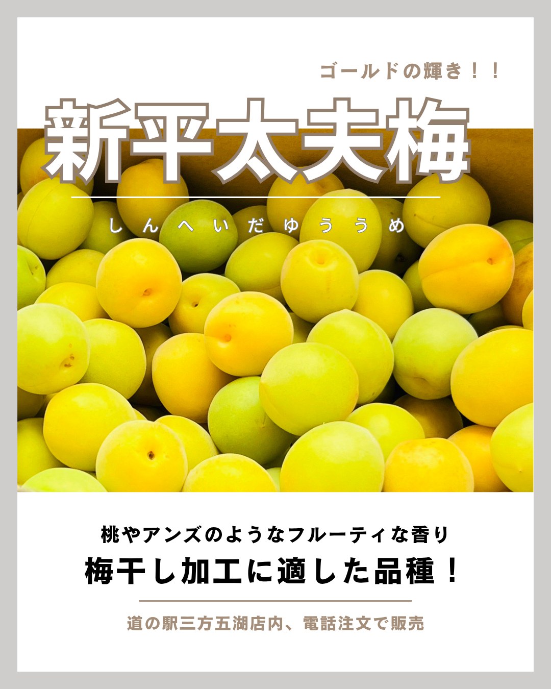 🌿 江戸時代から福井に伝わる「平太夫梅」の名を引き継いだ品種「新平