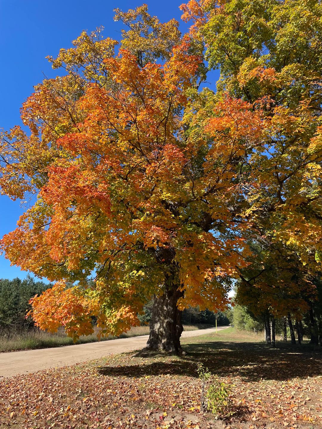 🍁 Fall colors are spreading across northern Michigan! Rebecca