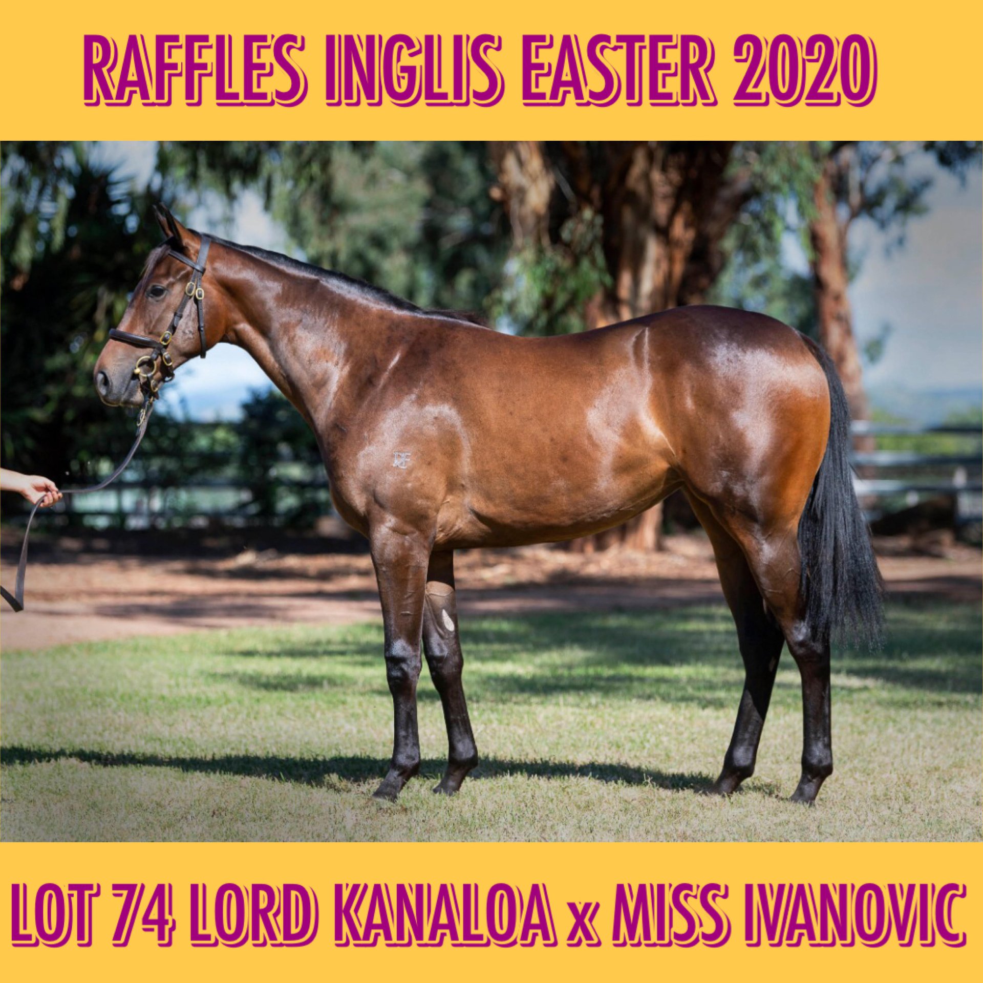 Raffles - The lone offering by the hot Japanese sire sensation, LORD ...