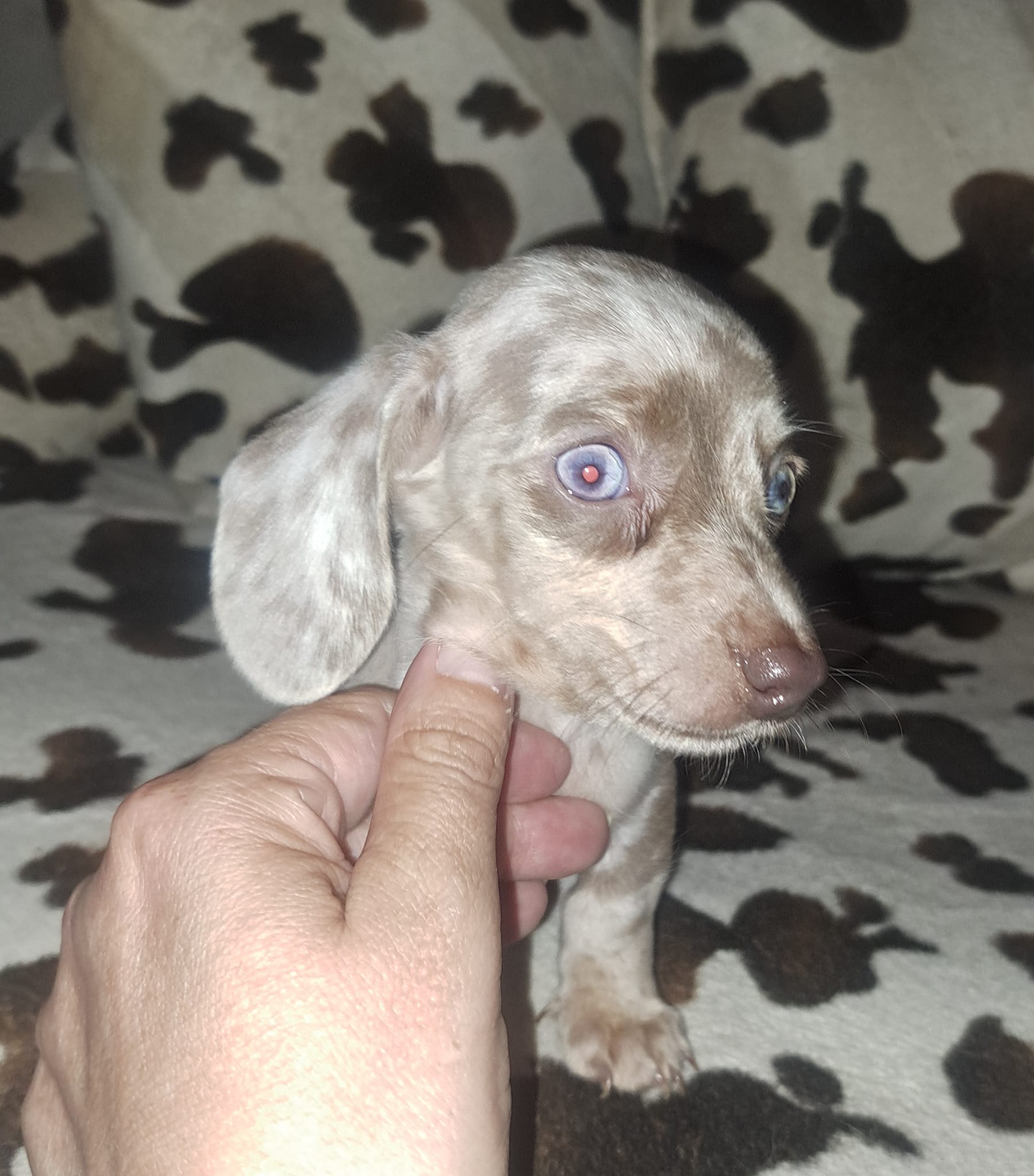House of the long dogs mini Dachshund Ranch