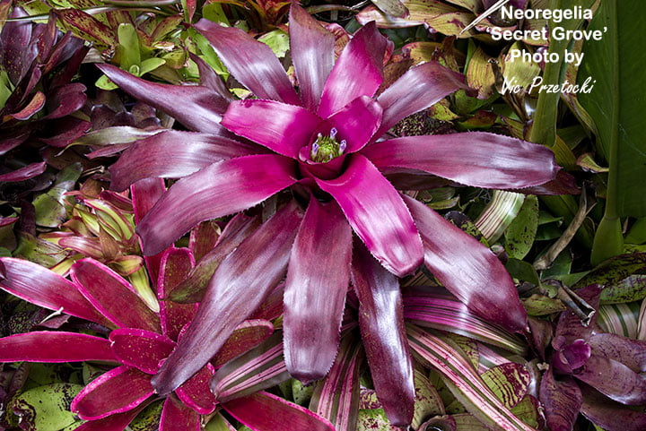Neoregelia Secret Grove (Purple Star F2) plant details