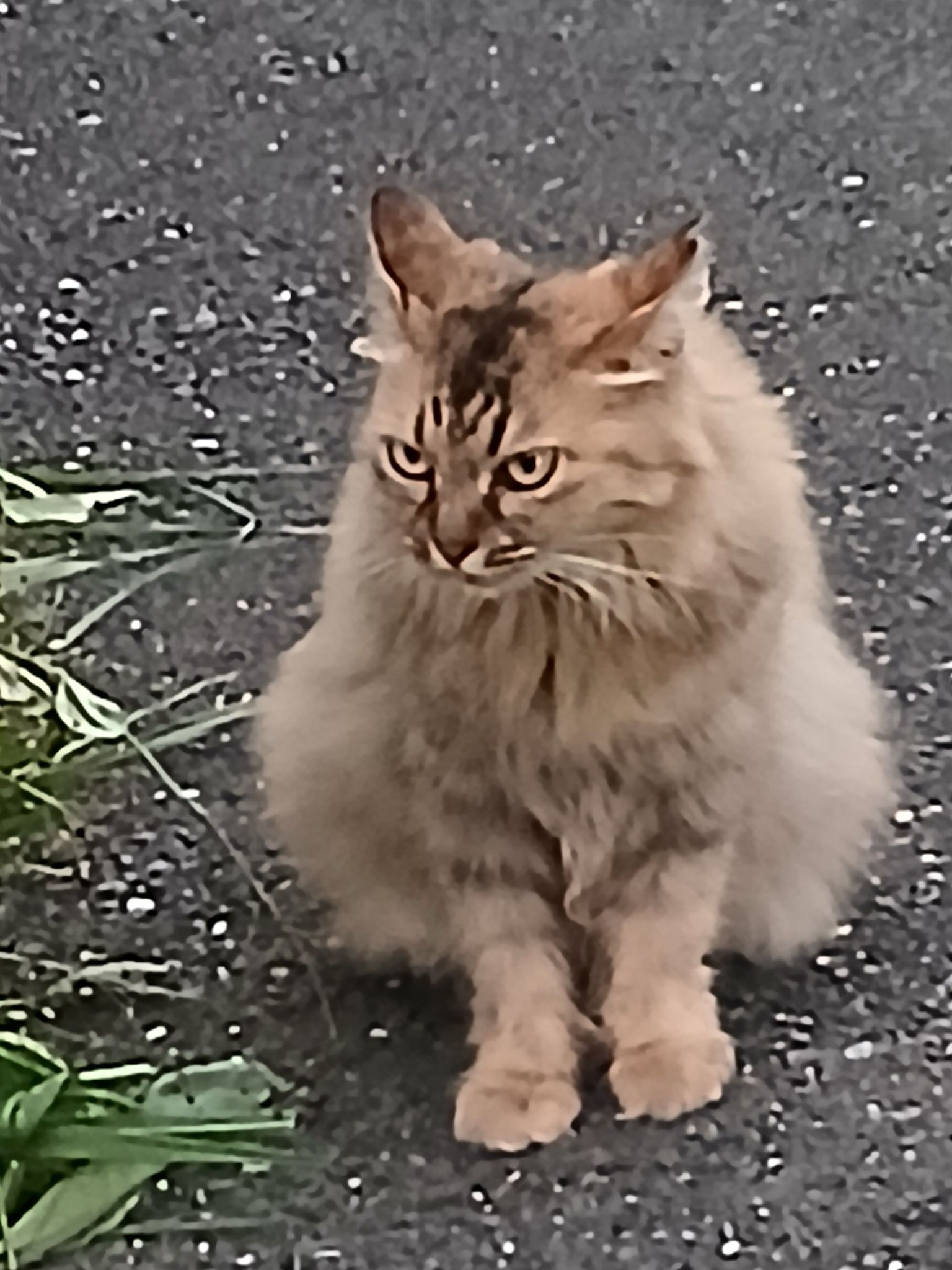 猫４兄弟様。専用 にゃんこ4兄弟