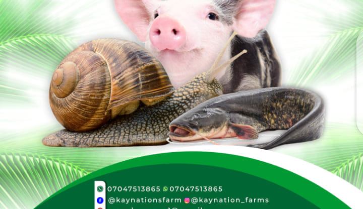 Kaynation Farms | Igbara Odo