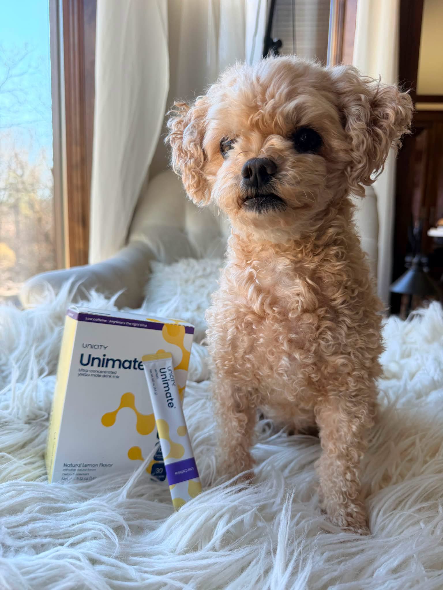 glp 1 dogs ALERT: GLP-1 Medications and Pets: Hidden Risks of Ozempic, Wegovy & Mounjaro for and Cats First ever GLP-1 implant for