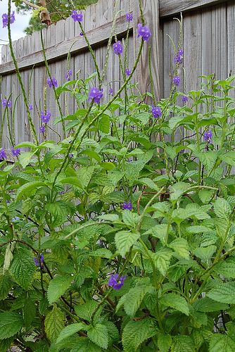 Blue Porter Weed / Butterfly Bush – Stachytarpheta Starter Plant, Flowering Shrub