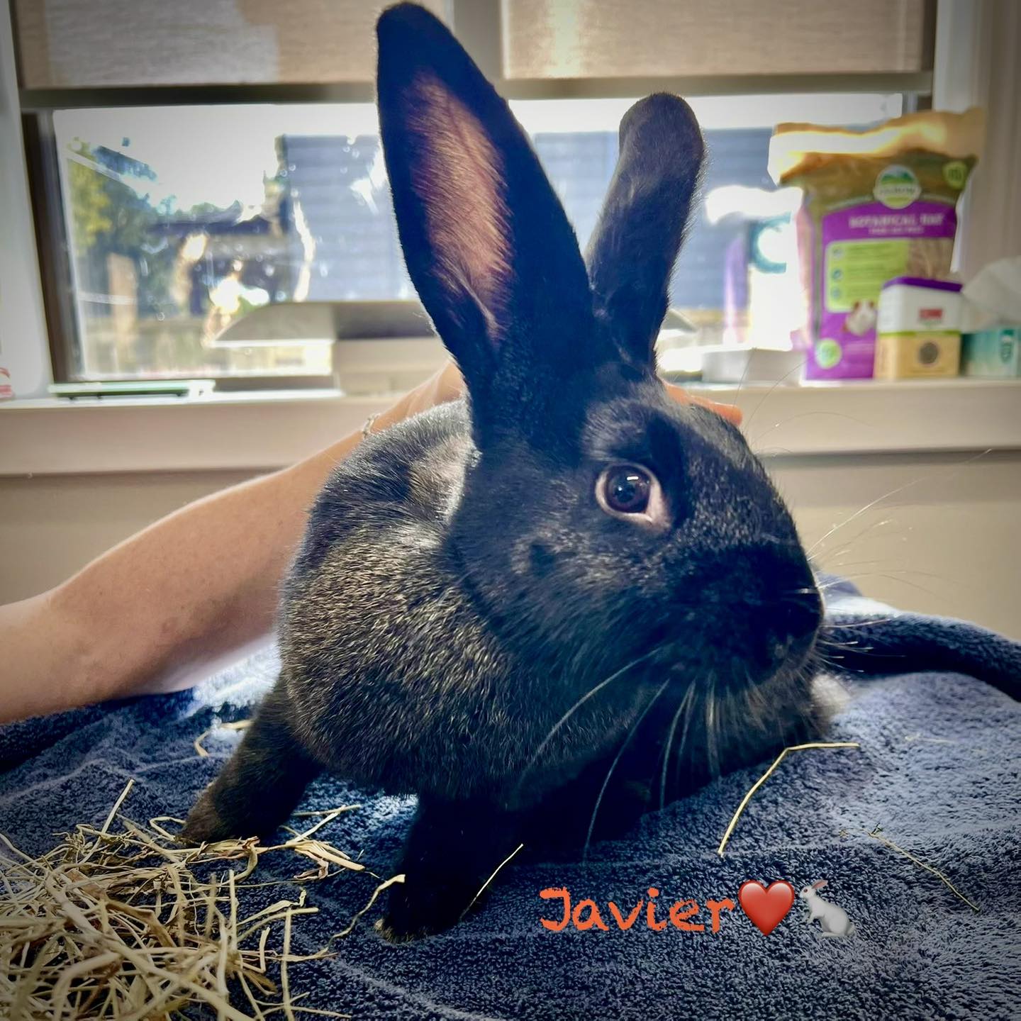 Preston - Javier the rabbit was in to see Dr. Christine. Proudly posing ...