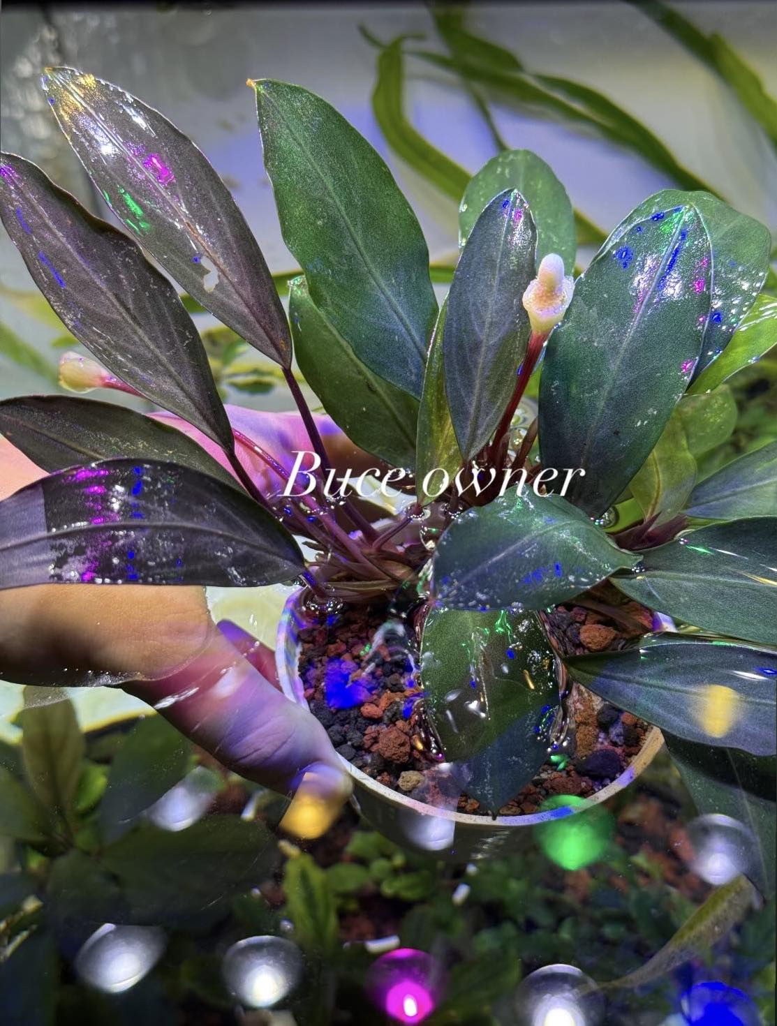 Bucephalandra “Pearl Gray” has a soft, elegant charm that stands