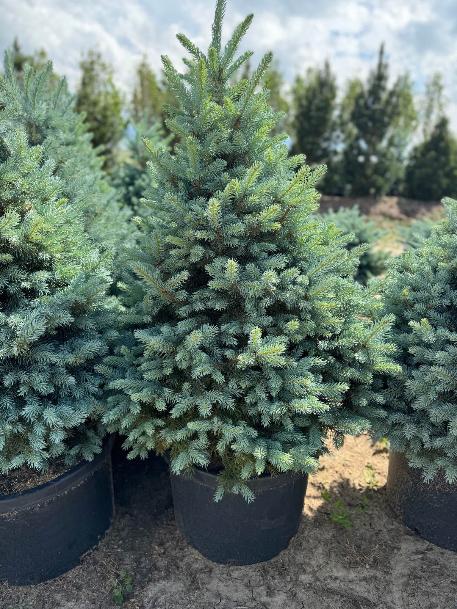TREES - Sester Dwarf Blue Spruce #10 - Plants & Seedlings - Elizabeth ...