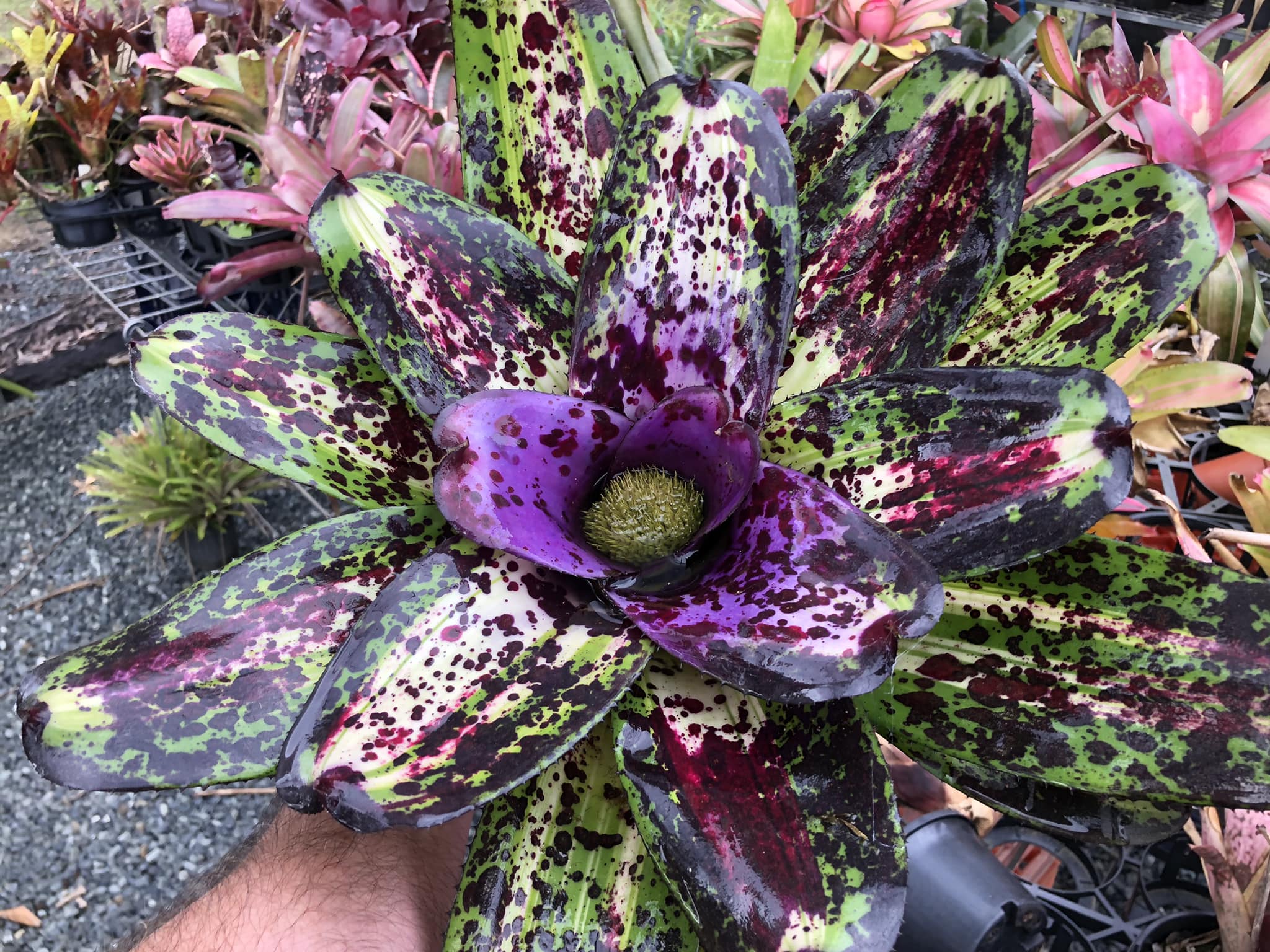 Neoregelia lucifer colouring up in Sydney shade house