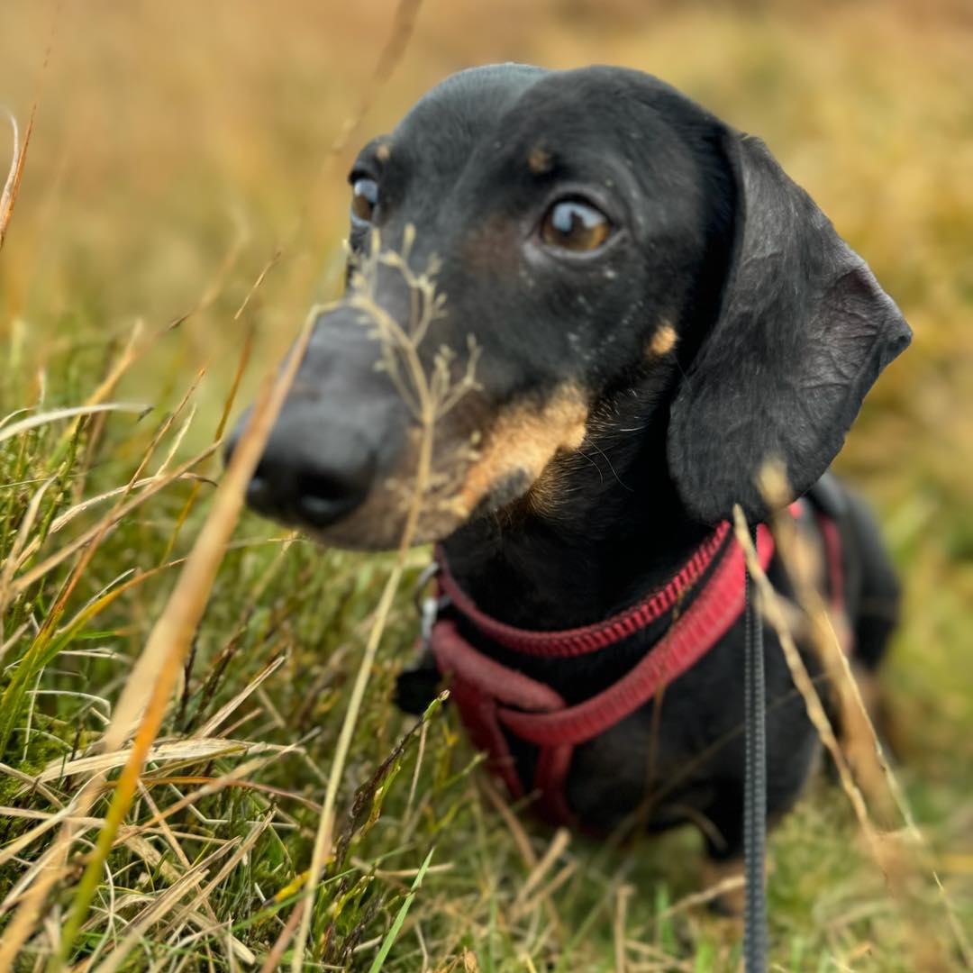 Funny dog text messages - what would your dog say?