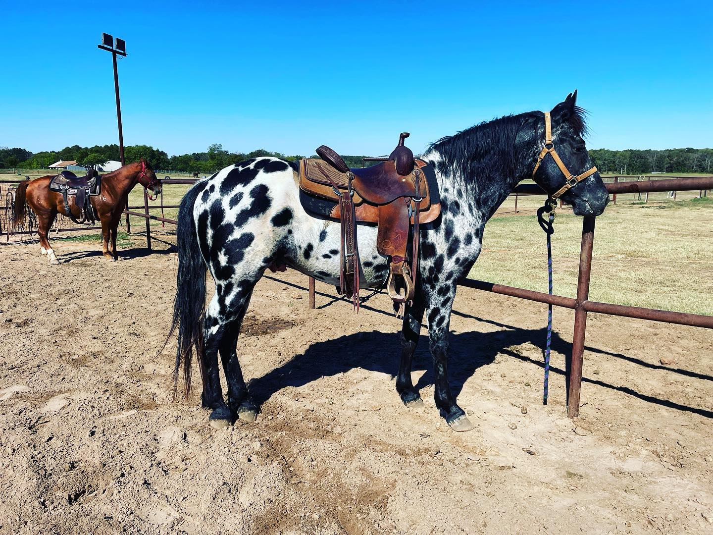 Brazilian Horse Trainer / DnD Performance Horses - Looking good today ...