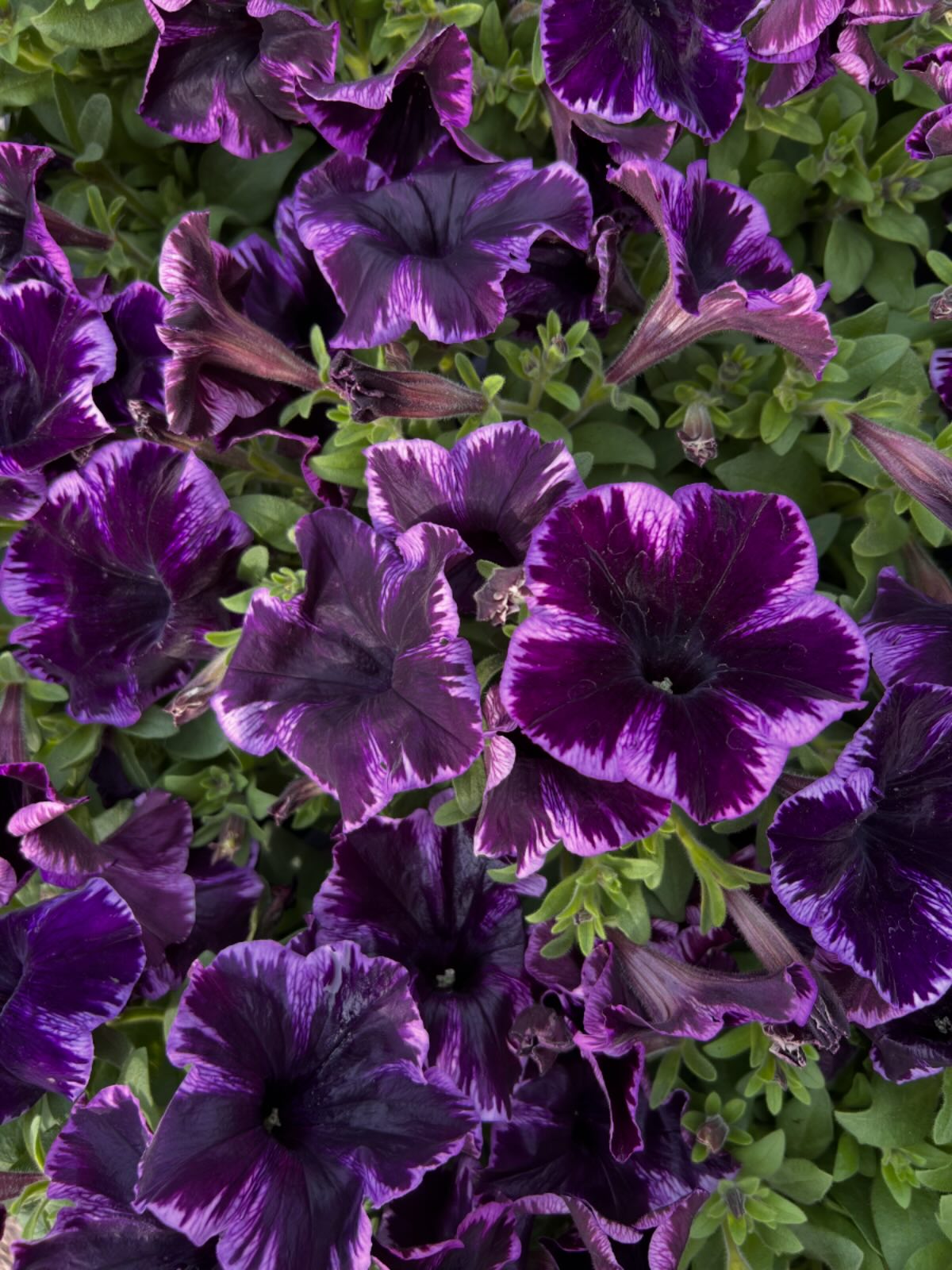 Crazytunia Cosmic Violet is a vibrant, mounding, and self-cleaning