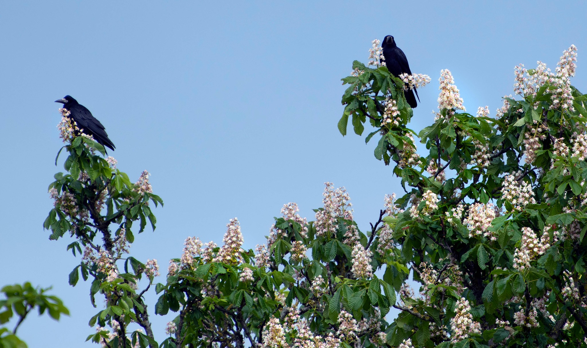 Lissadell House - The rooks are cawing all the day.... | Facebook