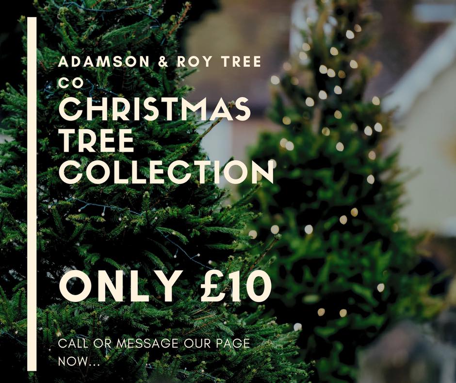 Adamson & Roy Tree CO