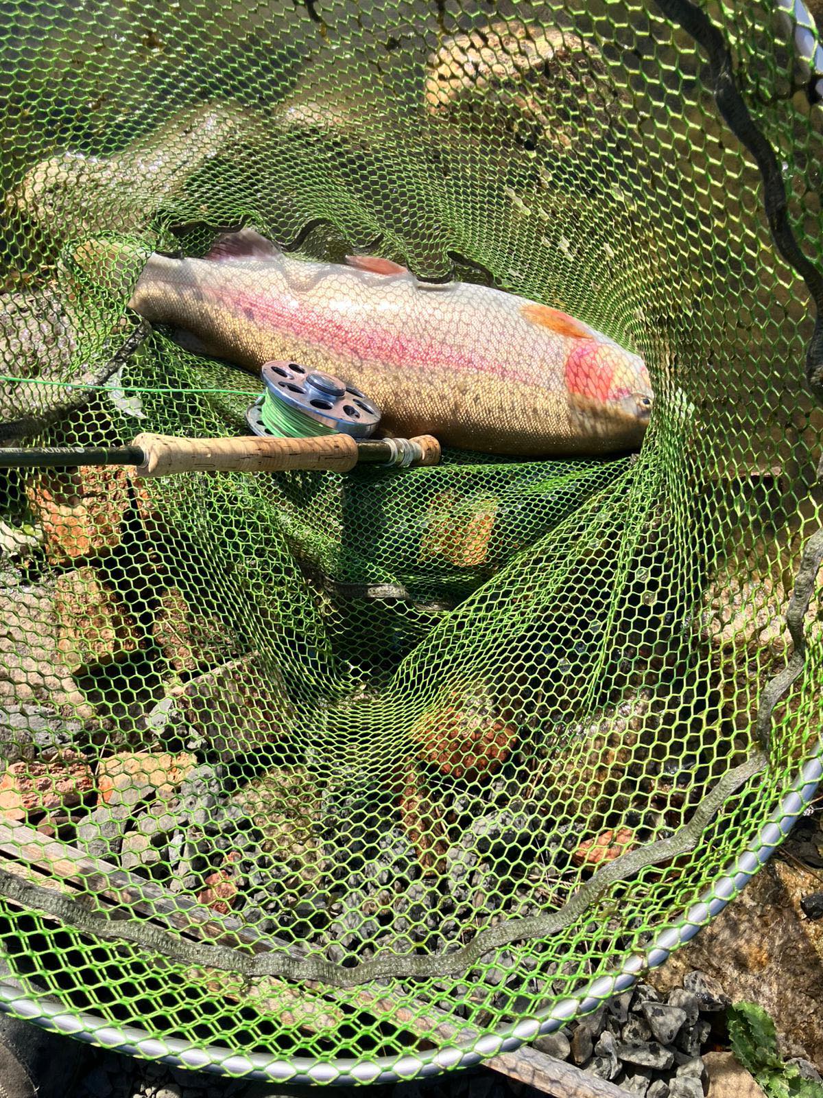 Thrunton - Fishing Report With 2 stockings this week Thrunton has ...