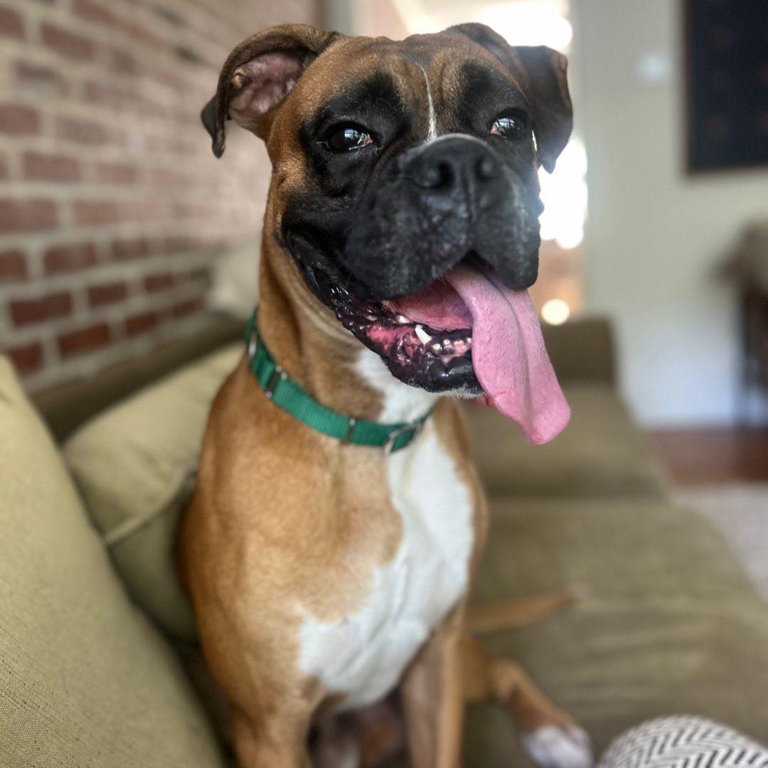 Another slow week at CBR, as we... - Carolina Boxer Rescue | Facebook