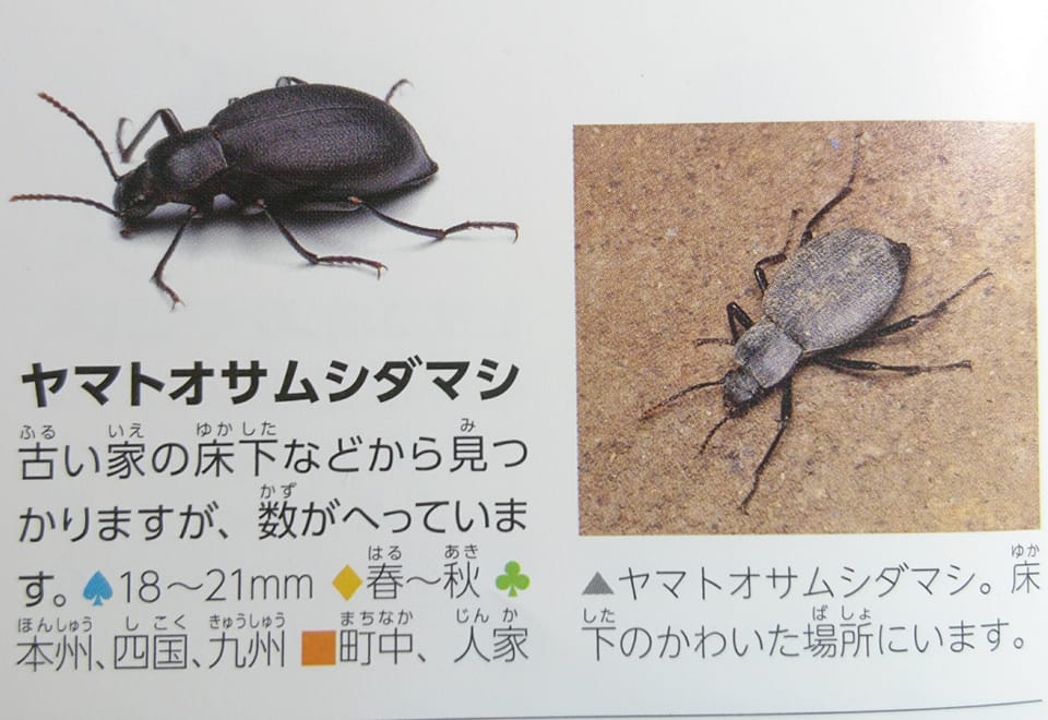 賢治 - 昆虫学【ヤマトオサムシダマシ】……どの図鑑にも最大21㎜とある