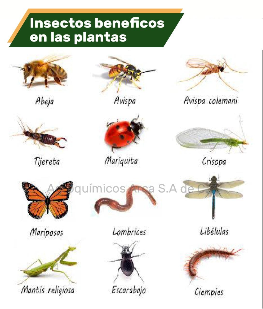 Agroquímicos Arca S.A de C.V - Insectos benéficos en la agricultura👨🏻‍🌾 ...