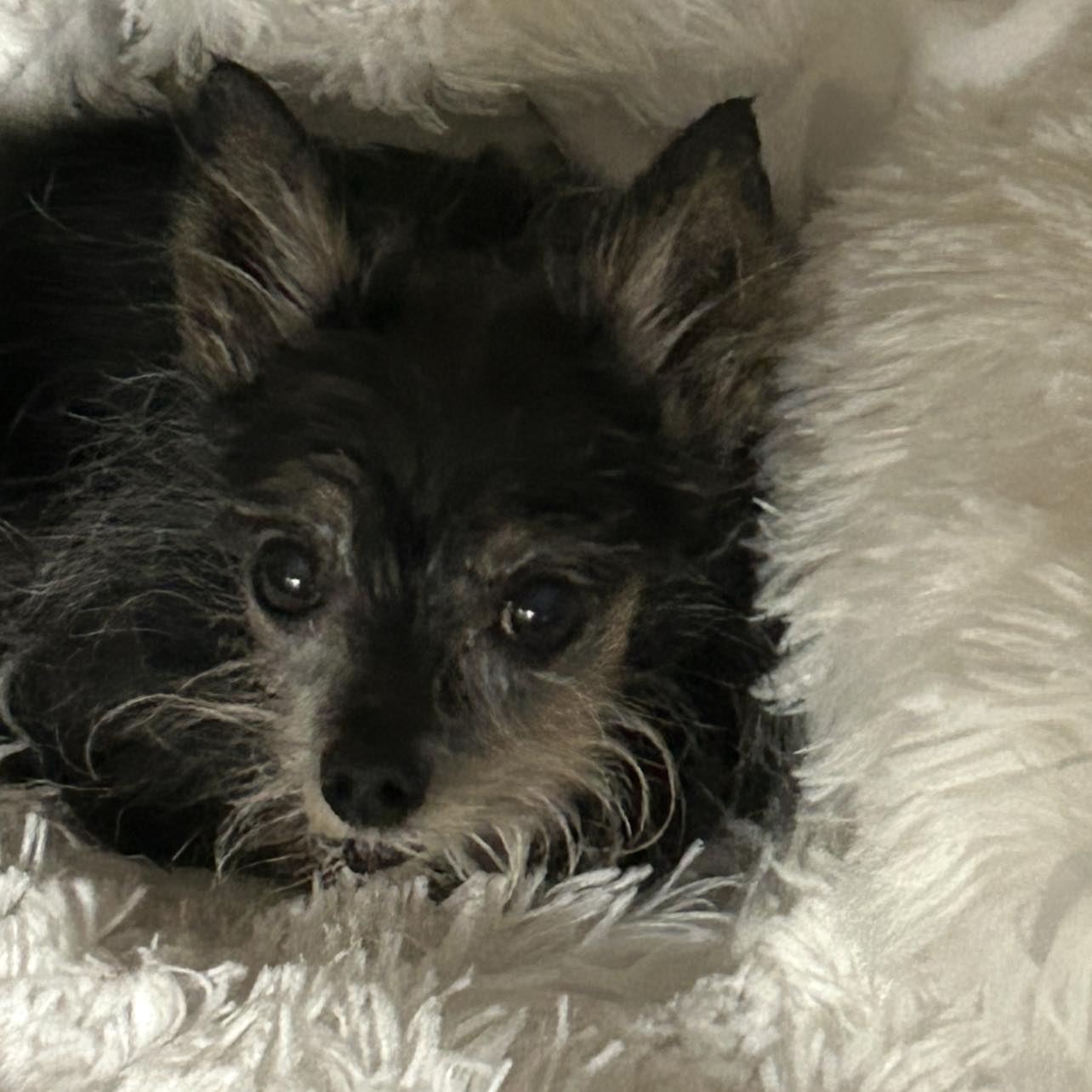 Crossville Chatter 3.0 | Mini Schnauzer 🎀 | Facebook