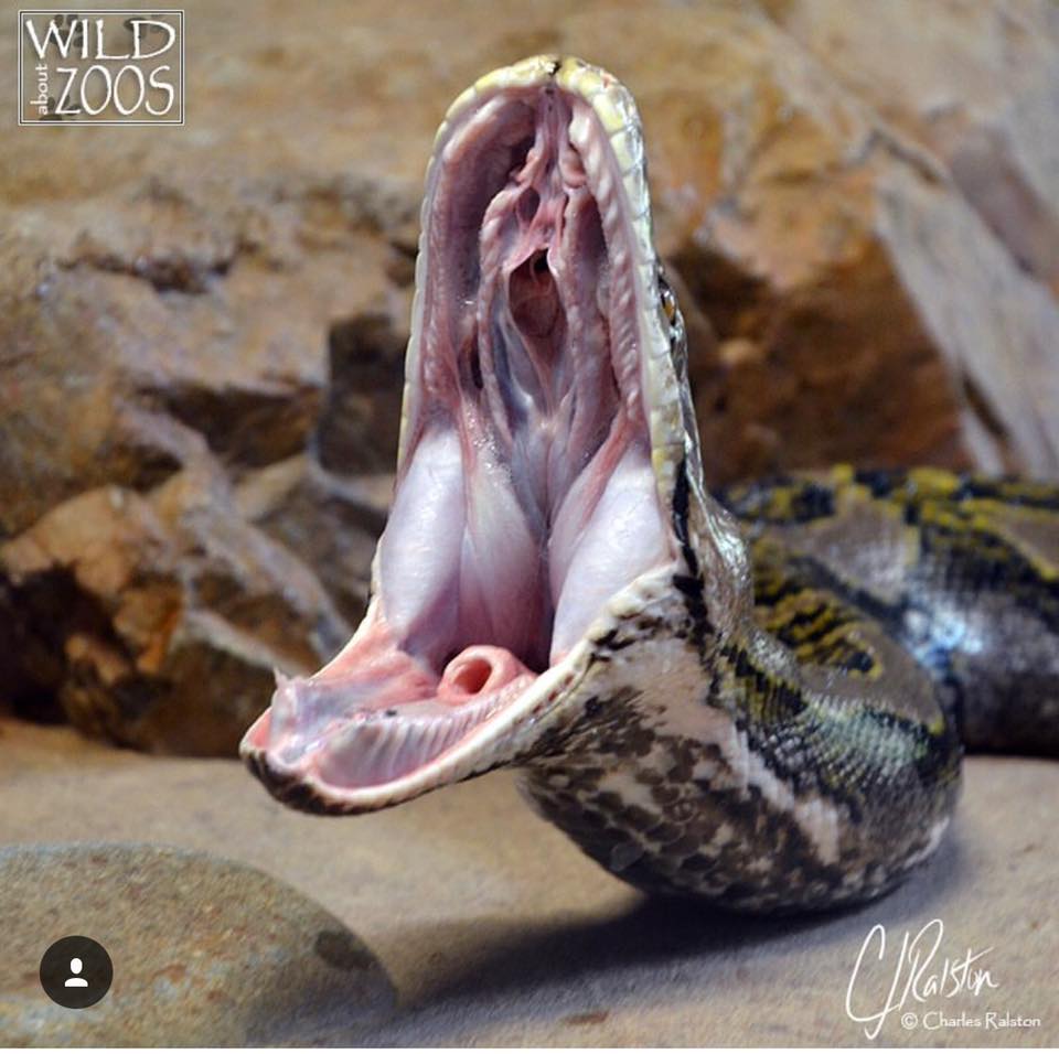 Wildlife - Say ahhhh it's #ReptileAwarenessDay and here is one