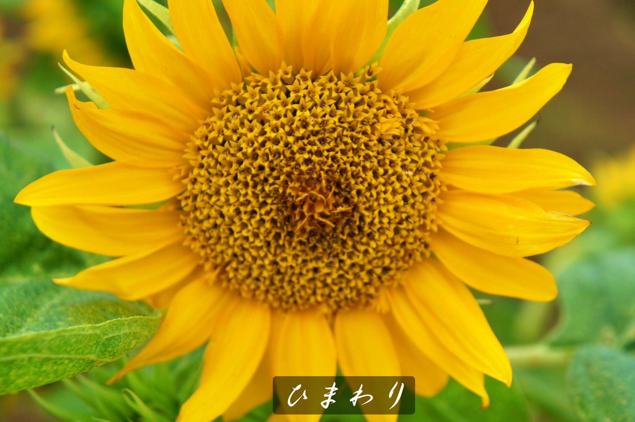 ひまわりさま 専用ページ ?media_id=1576470497398384