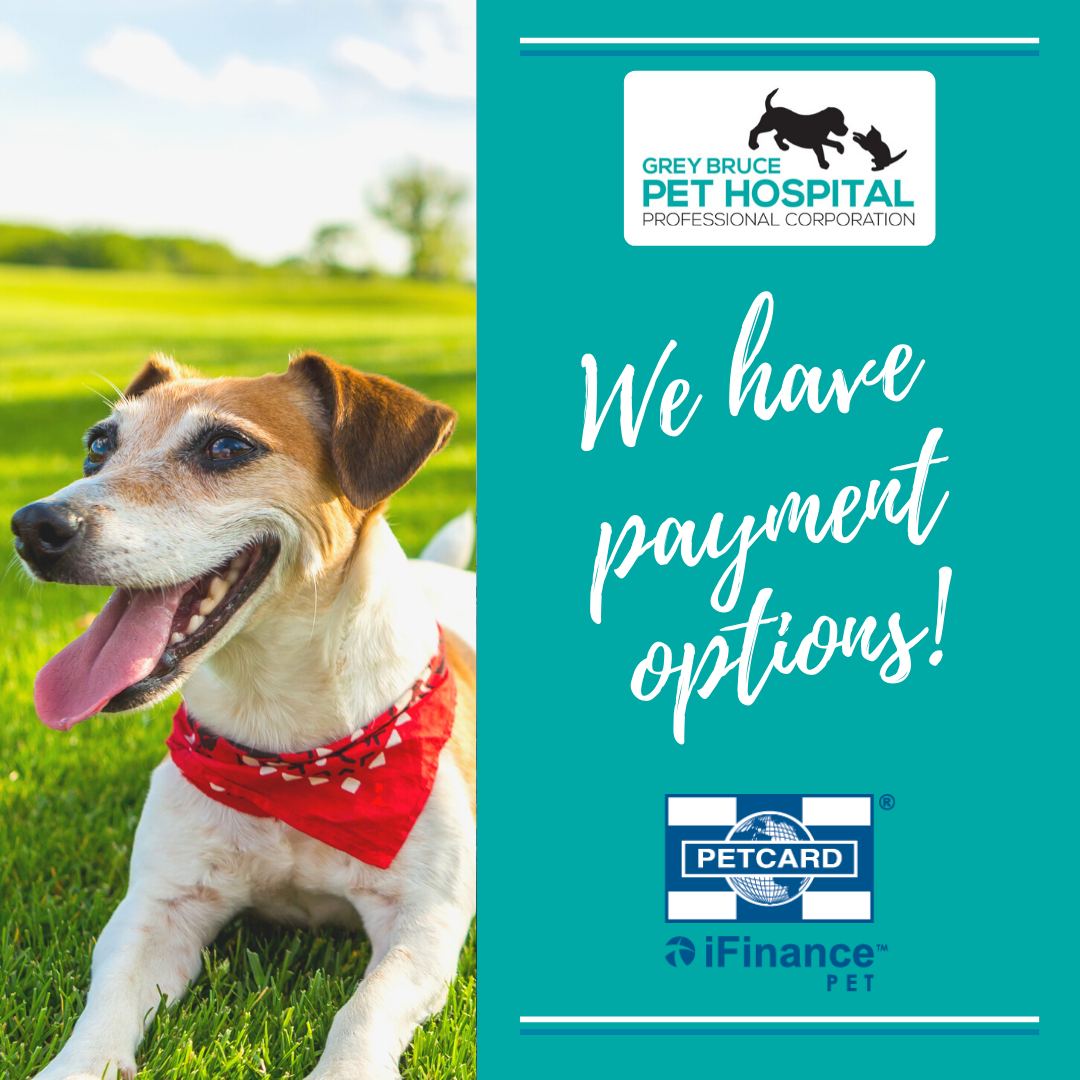 Grey Bruce Pet Hospital - We strive to make caring for your pets as ...