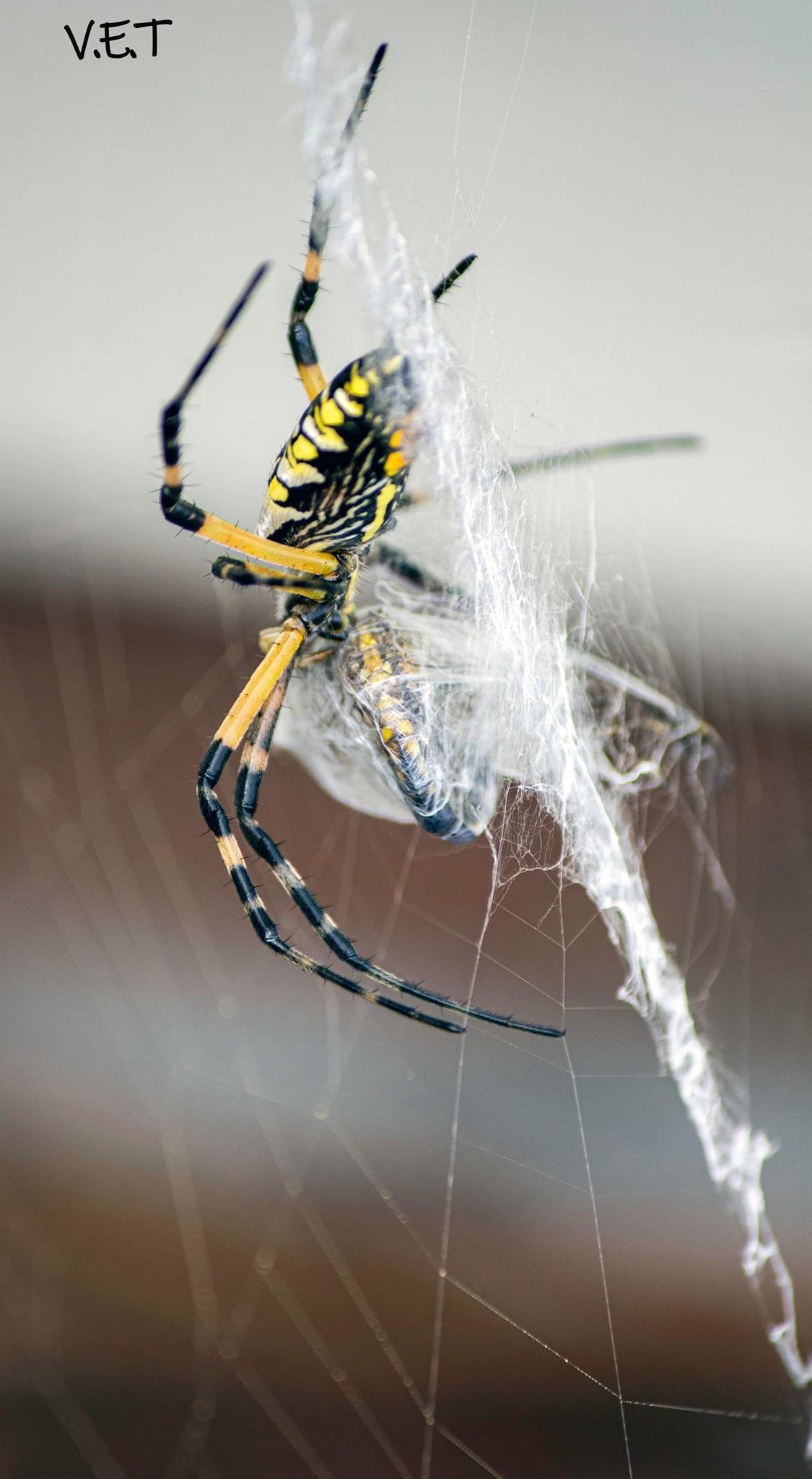 Have breakfast first 🤗 Spider vs. Dragonfly #world #spider