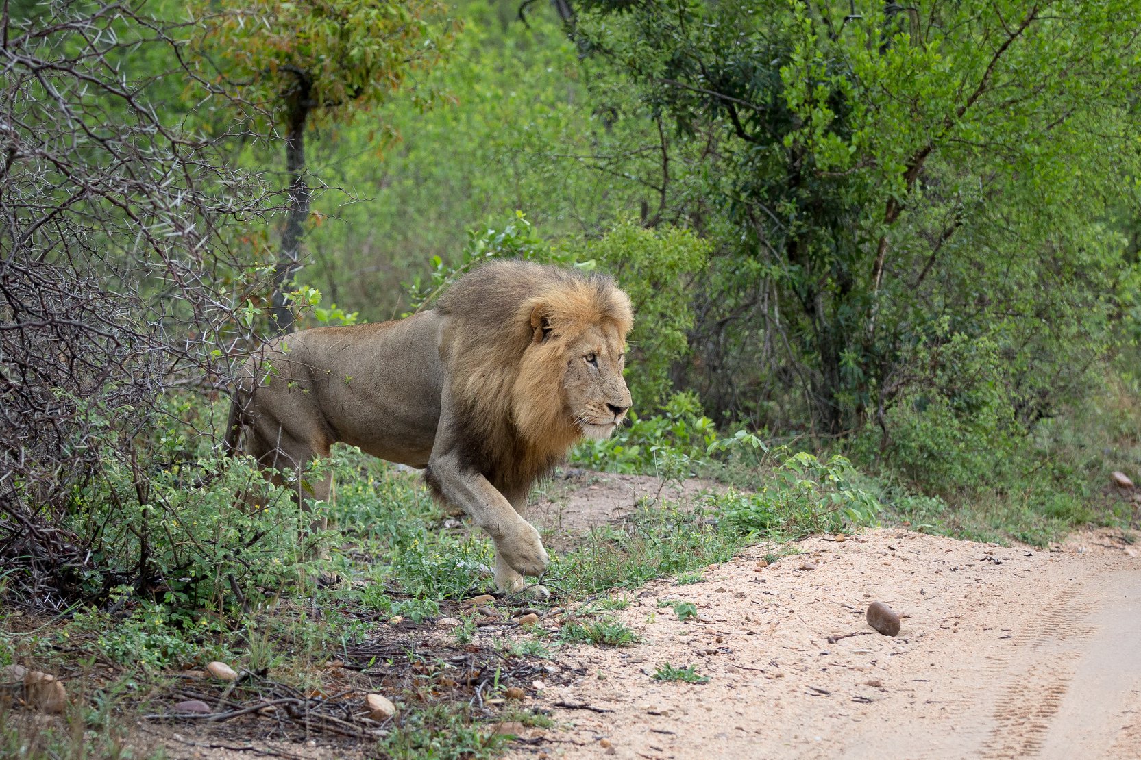 With the Tsalala Pride in... - Londolozi Game Reserve