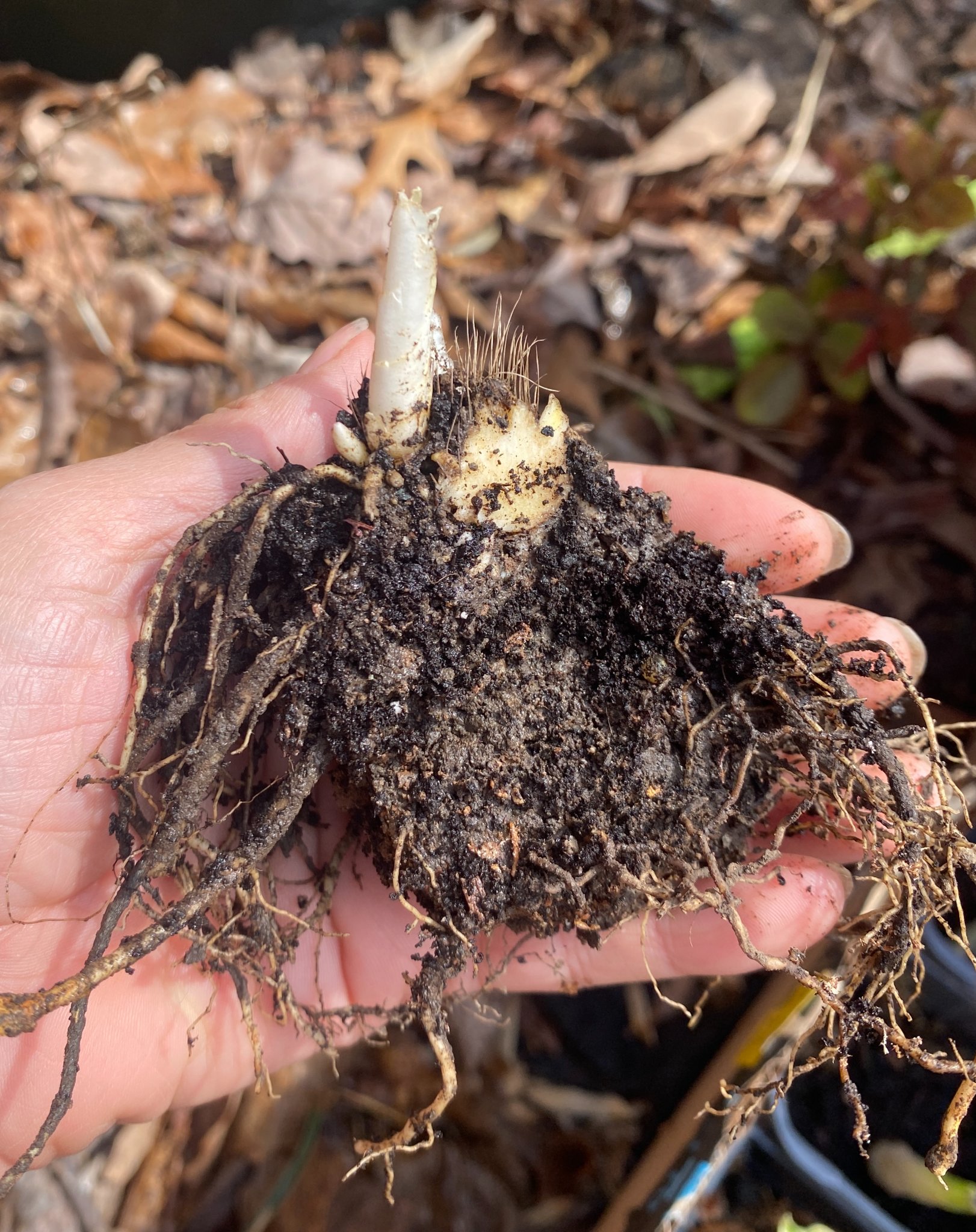 🌿 Hostas – $4 Each (Bare Root) – Variegated 🌱 - Plants & Seedlings