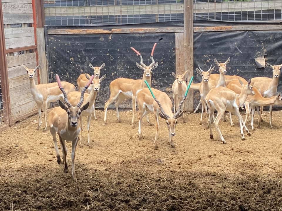 The Friday Ranch | Uvalde TX