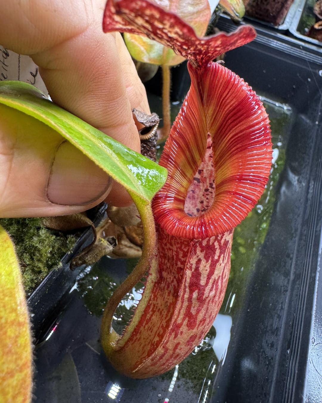 Couple of N.(Eymae x Veitchii) x (maxima x Edwardsiana)RR looking