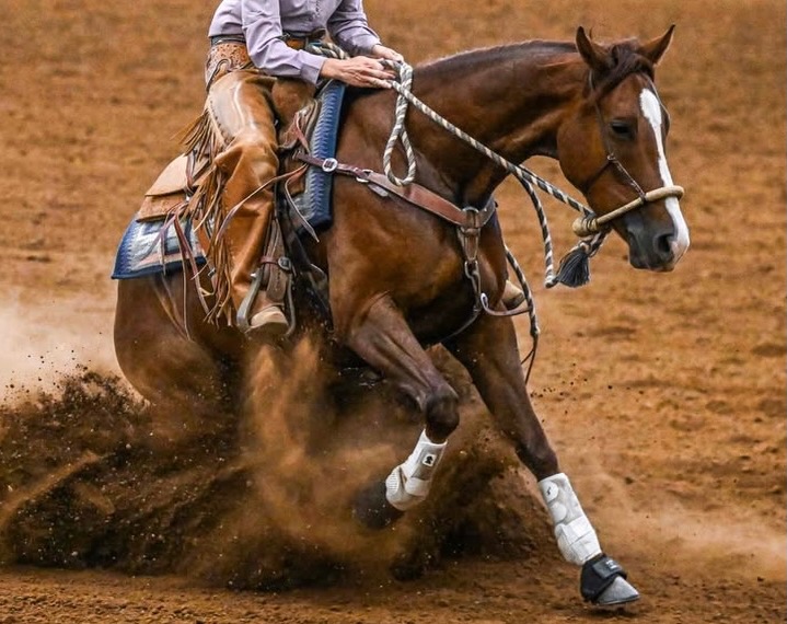 Matusio Performance Horses... - Matusio Performance Horses