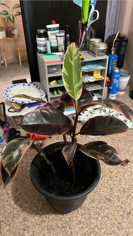 What is the white fuzz on my plant soil and how can I fix it?