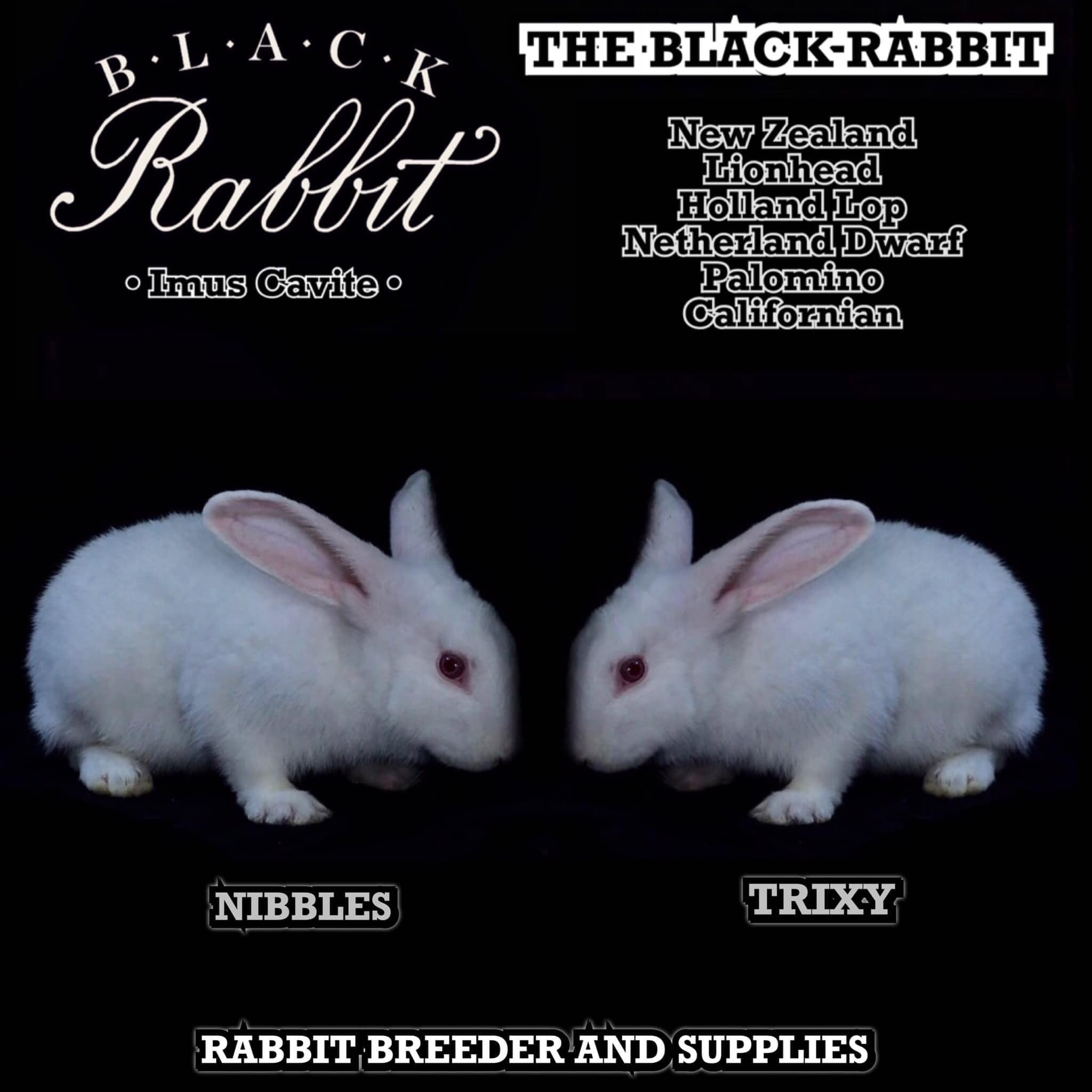 The Black Rabbit