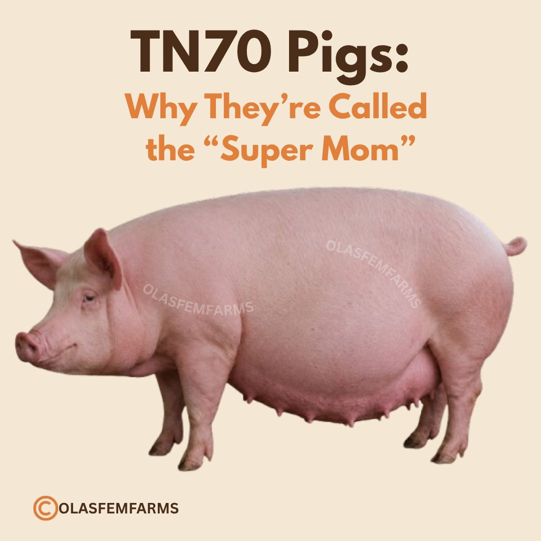 What makes TN70 pigs good breeding sows?
