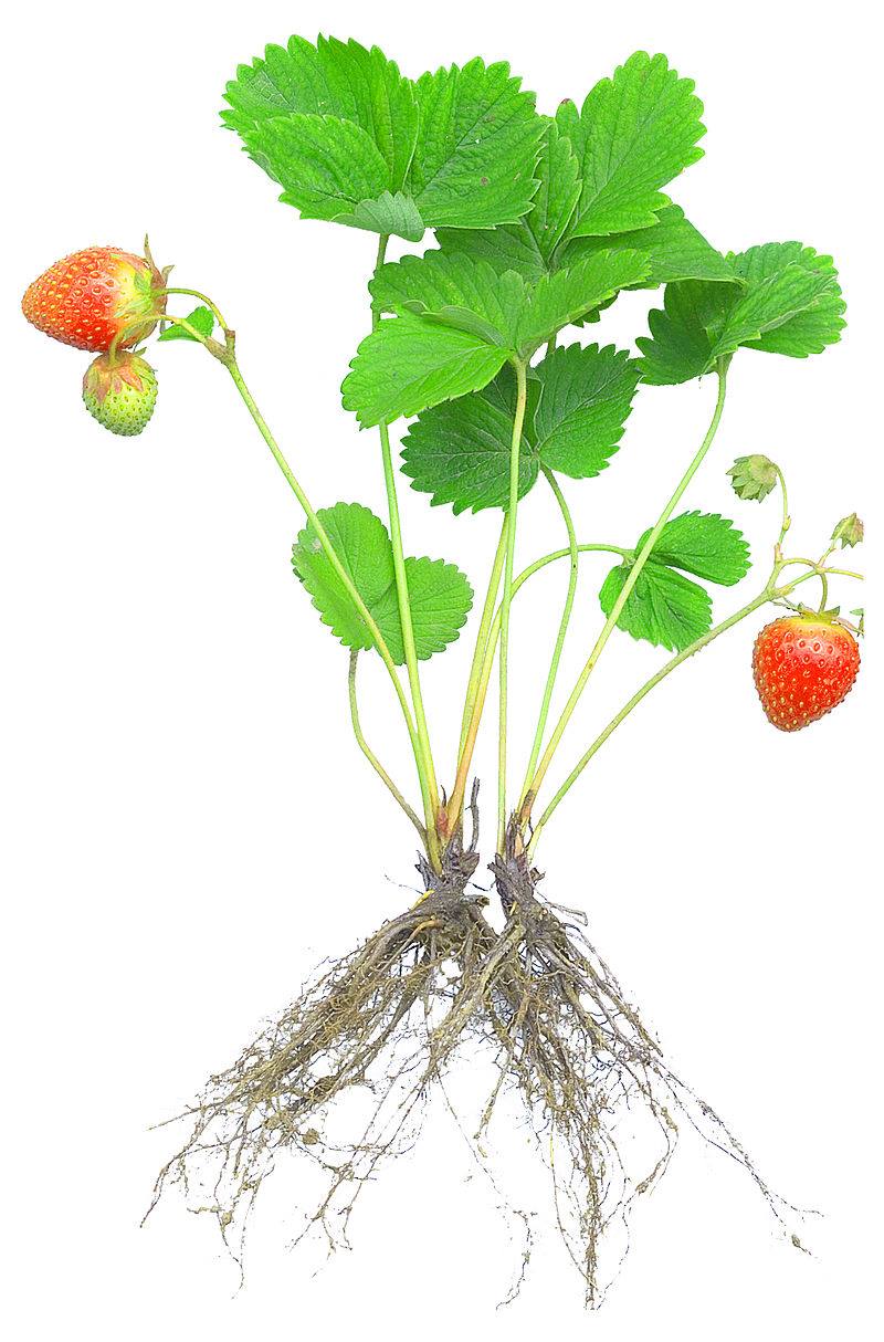 Semi Di Fragola (Fragaria Ananassa) – 0,3 Gr / 600 Semi – Freson Frutilla