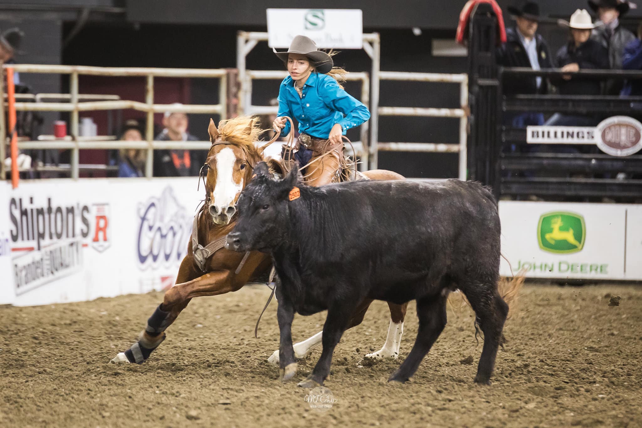 Dynamite Performance Horses | Dillon MT