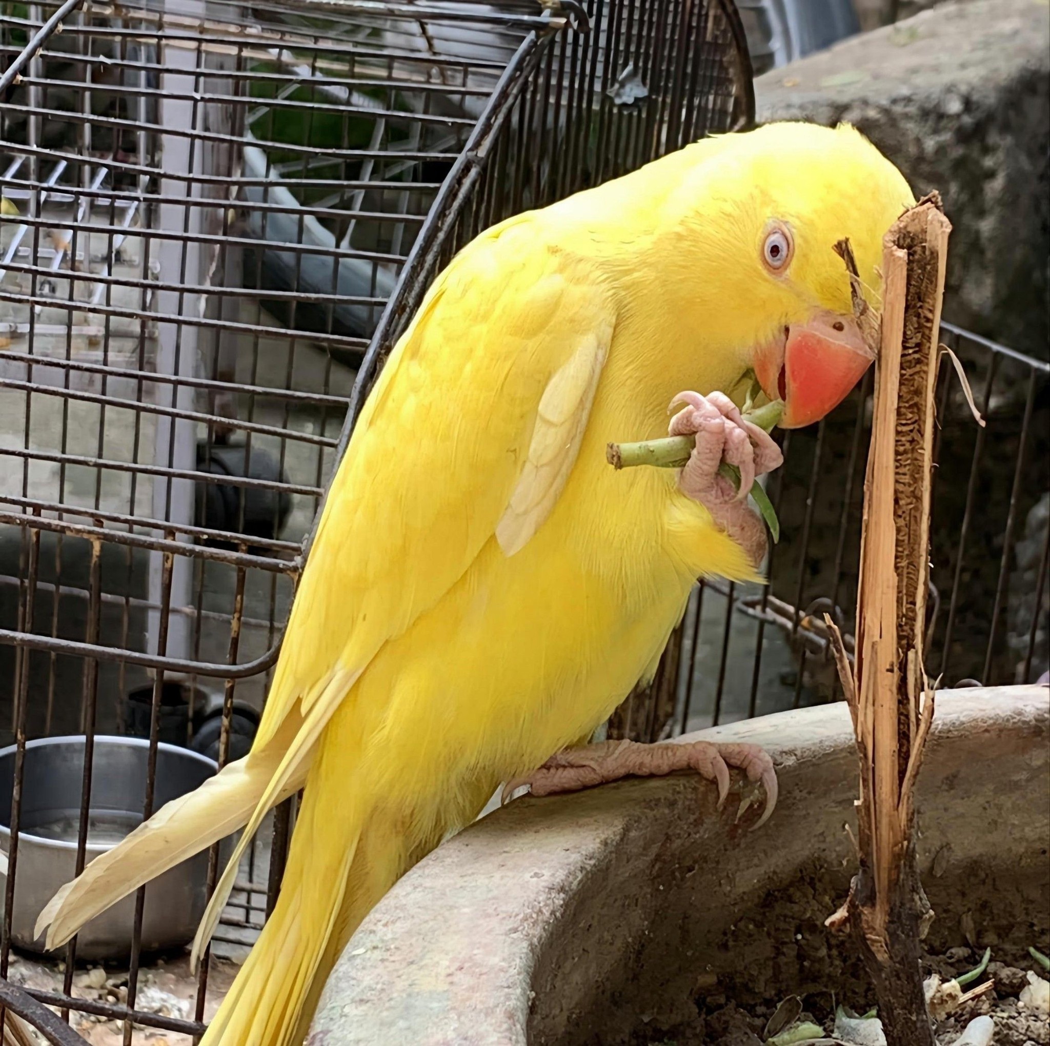 Birds lover - 1. Popular Mutations Indian Ringnecks are... | Facebook