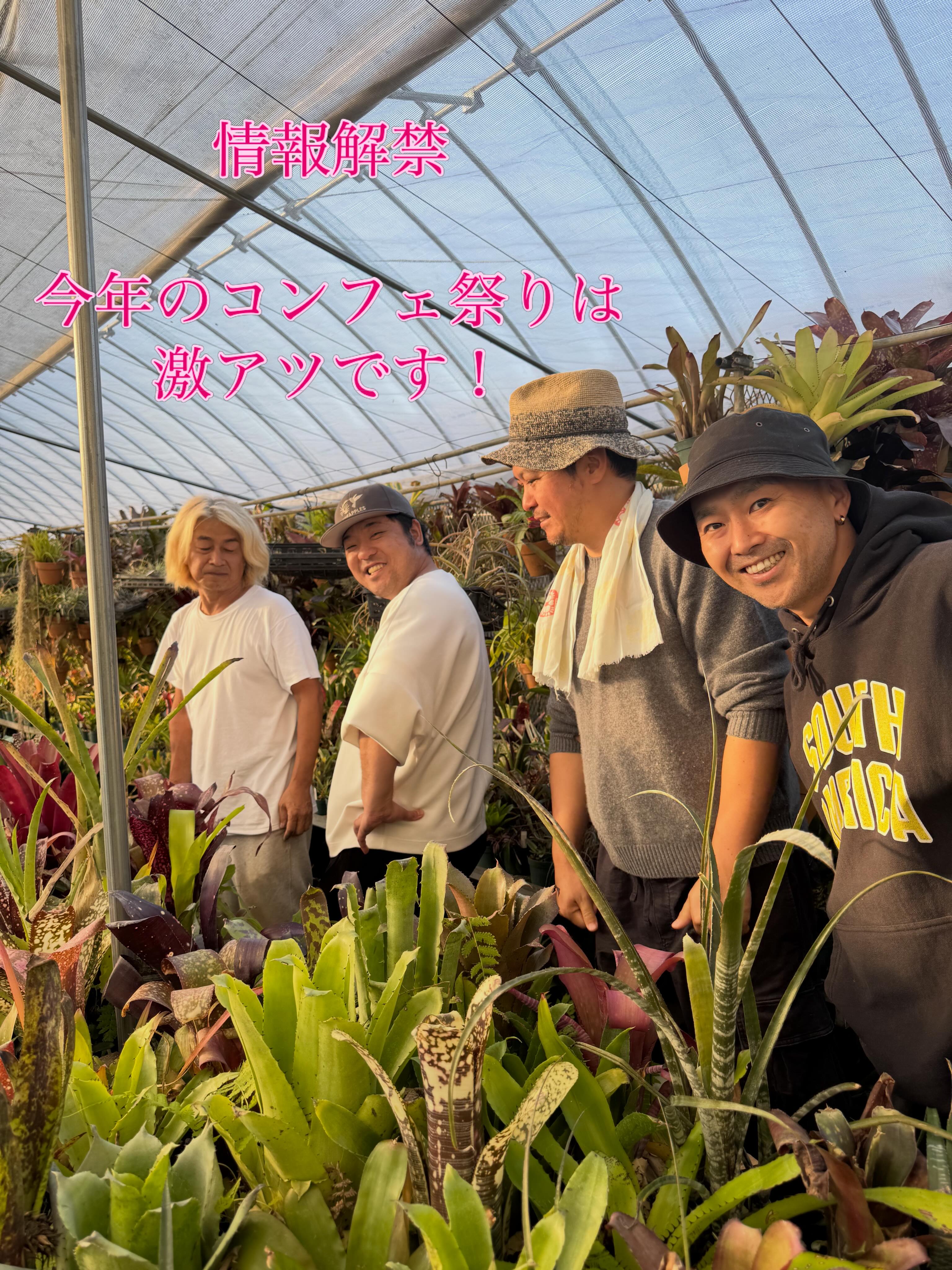 プヤ セルーレア Puya coerulea 幹立ちしてる株に憧れて。 半地植えに