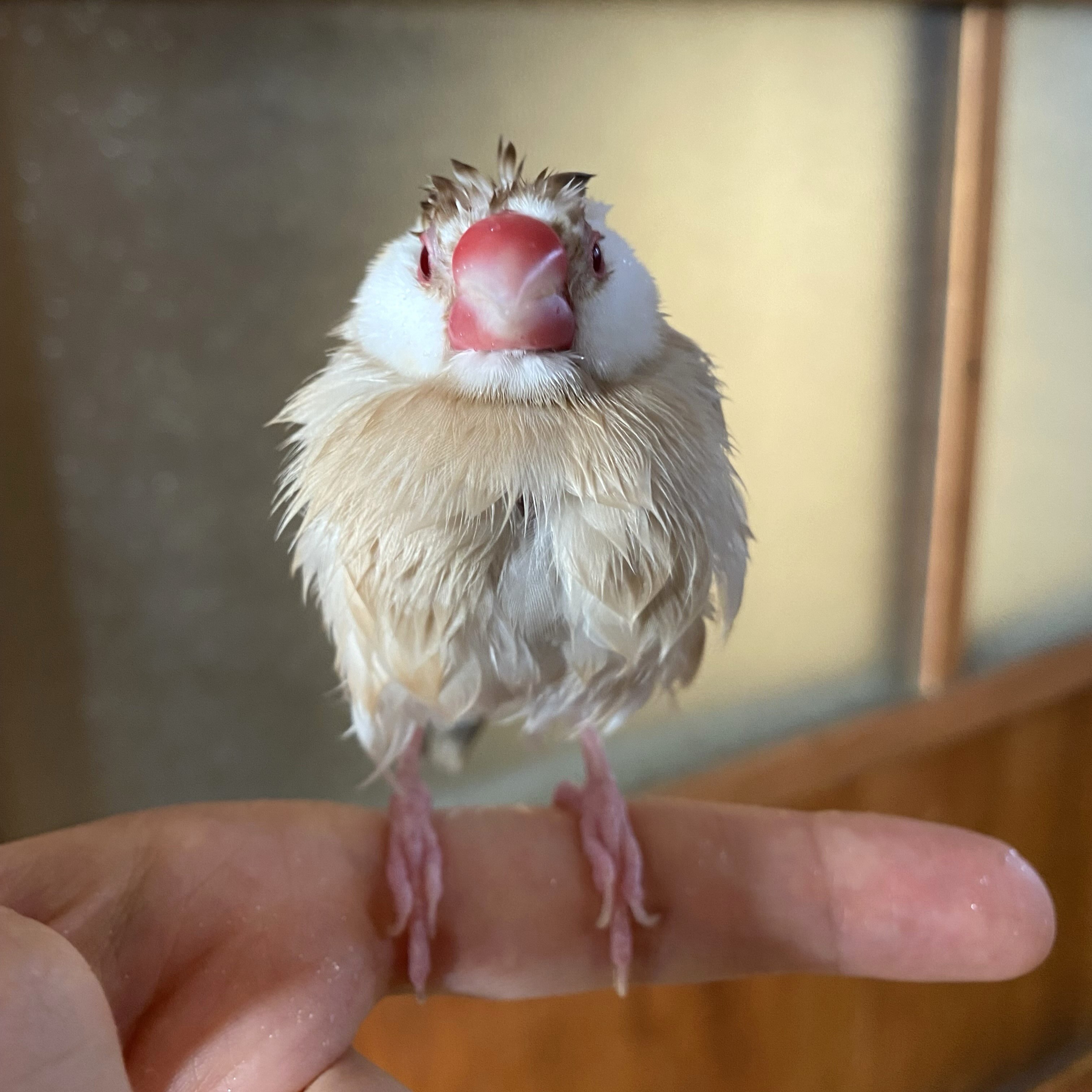 文鳥 膨らむ
