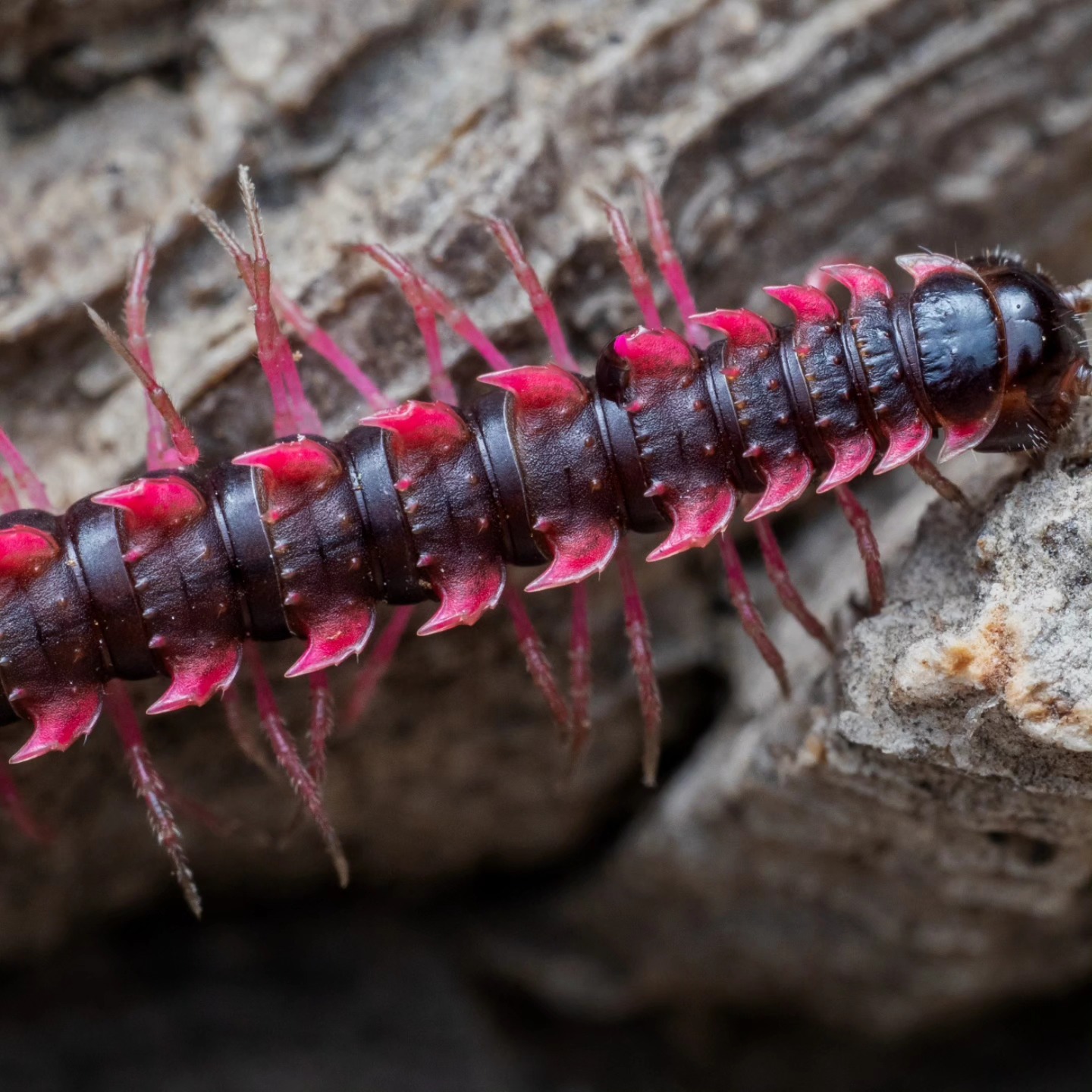 This is the Desmoxytes purpurosea or the Shocking Pink Dragon
